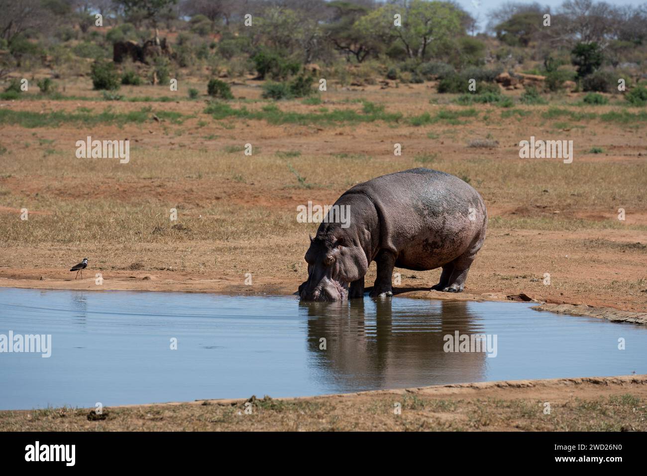 hippo on the river in the African expanse Stock Photo Alamy hippo on the river in the African expanse Stock Photo Alamy