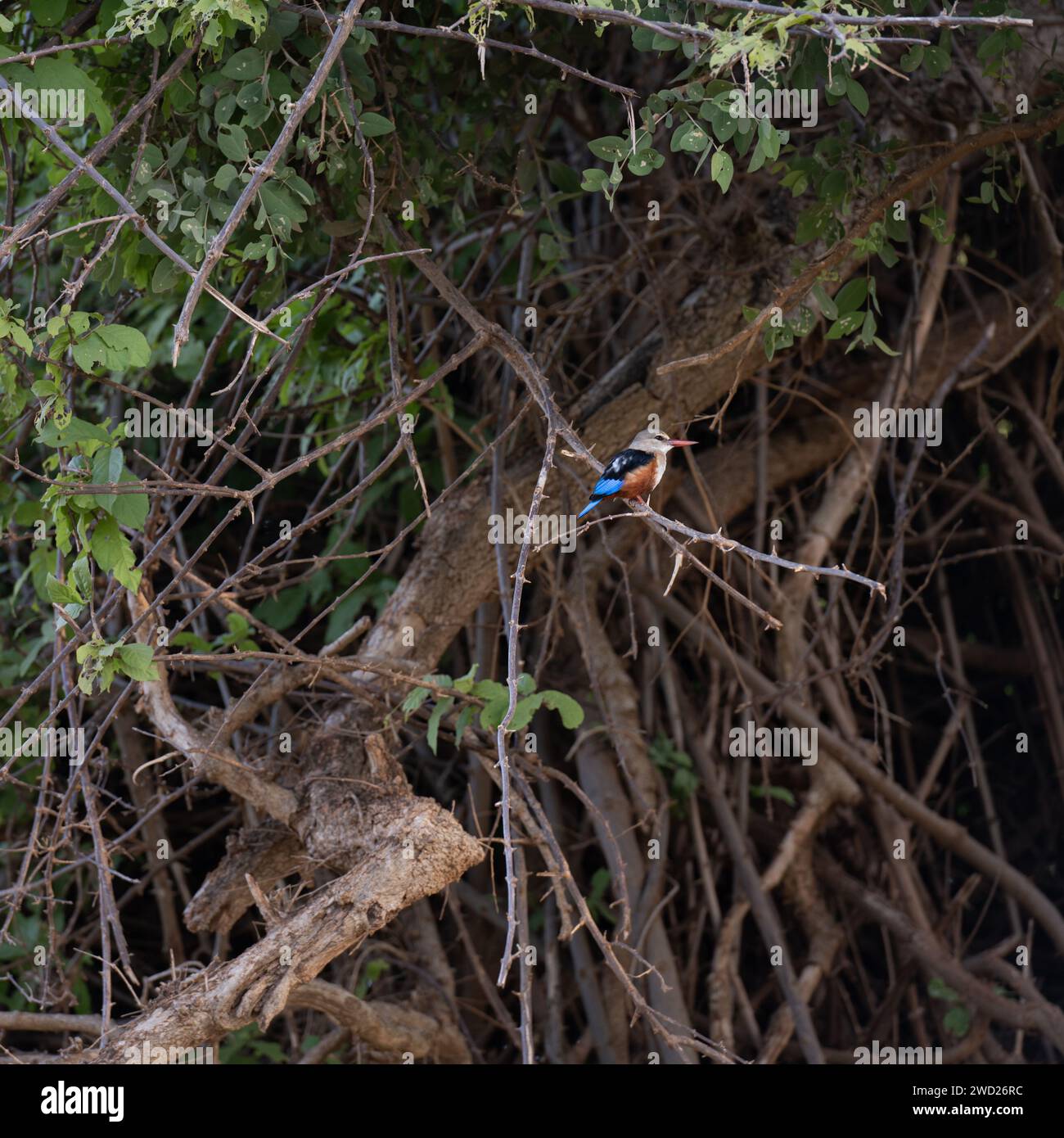 Kingfisher a blaze of color inthe trees Stock Photo