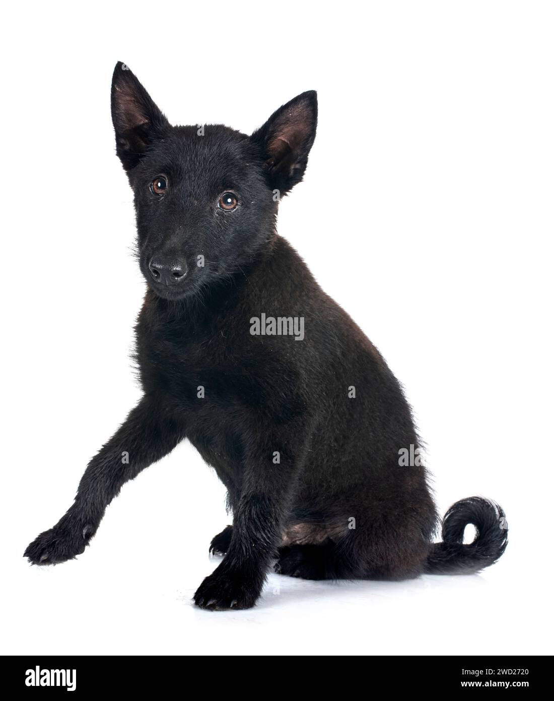 young Schipperke in front of white backgruond Stock Photo