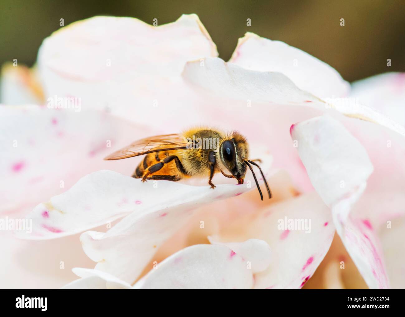 African Honeybees South Africa Stock Photo
