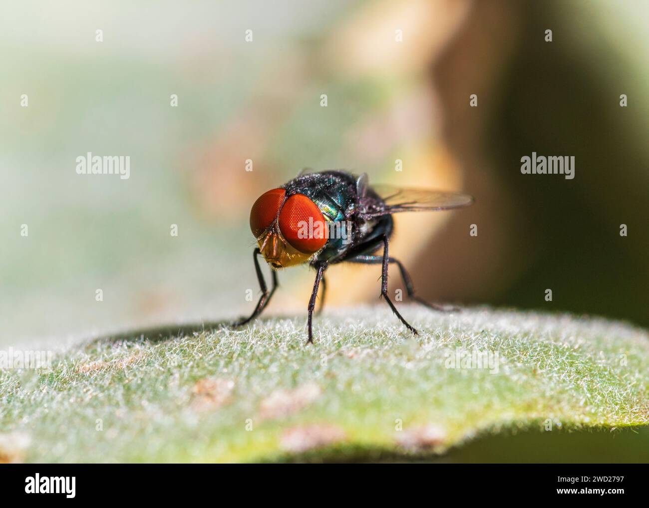 Robber Flie Dragon Fly Moped South Africa Stock Photo Alamy