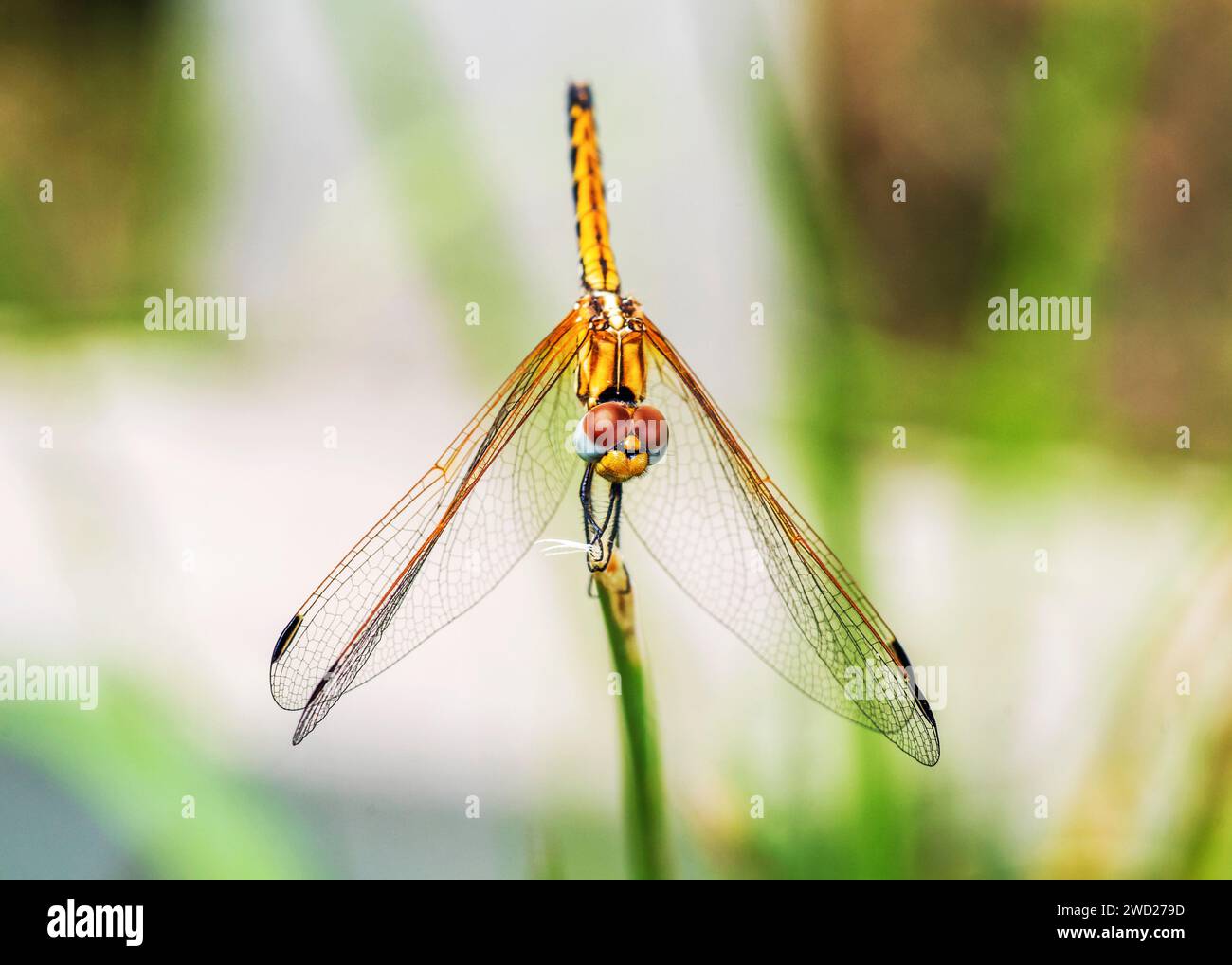 Robber Flie Dragon Fly Moped South Africa Stock Photo Alamy
