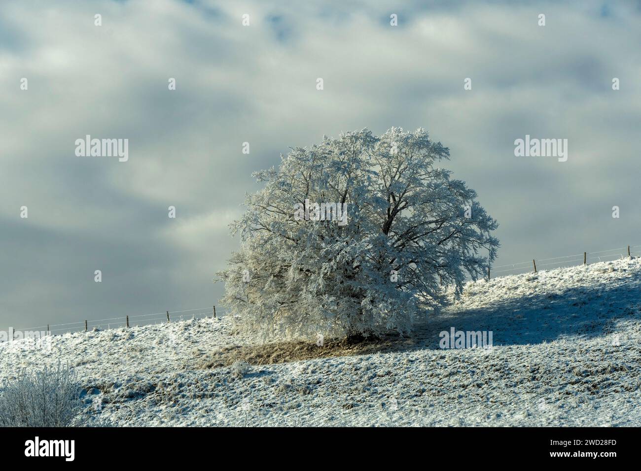 Aubrac plateau, snowy tree, Lozere, Occitanie, France Stock Photo