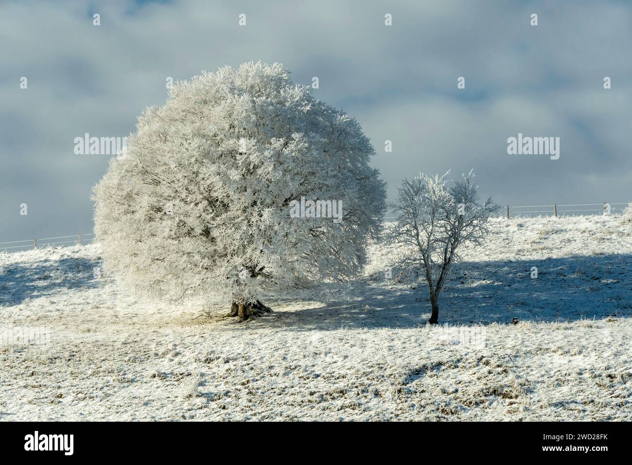 Aubrac plateau, snowy tree, Lozere, Occitanie, France Stock Photo