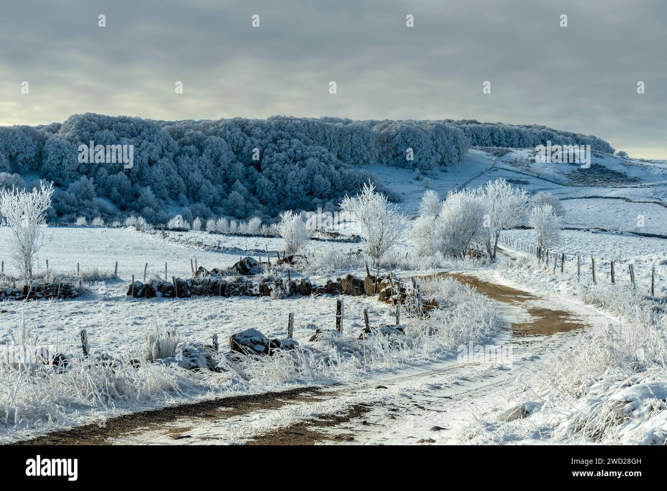 Path on Aubrac plateau in winter. Lozere. Occitanie. France Stock Photo