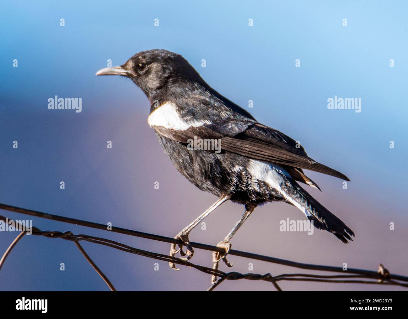 Namibia Birds Desert Birds Stock Photo - Alamy