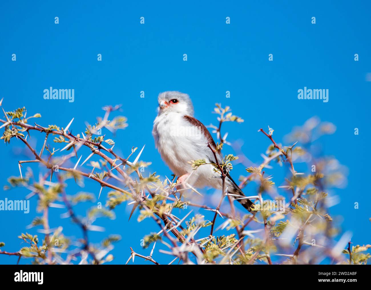 African Pigmy Falcon Namibia Stock Photo