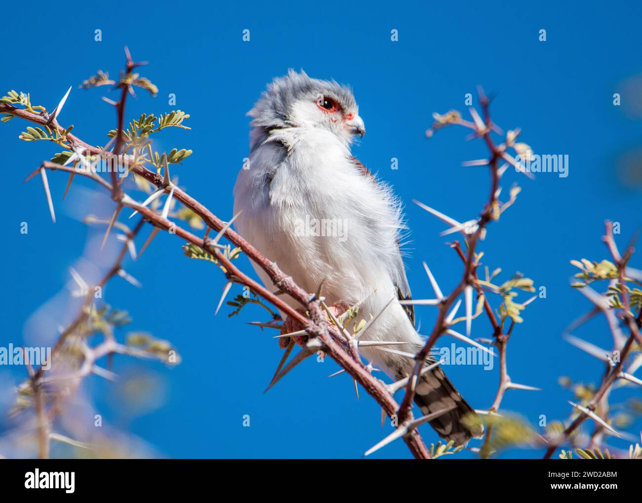 African Pigmy Falcon Namibia Stock Photo