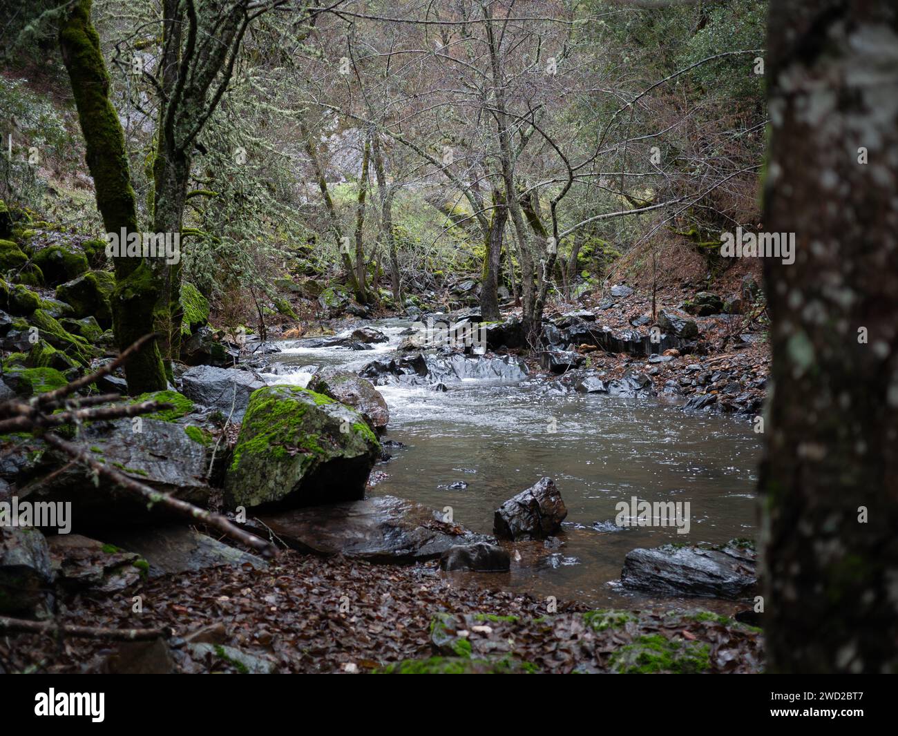 A scenic view of a river flowing through a green forest Stock Photo