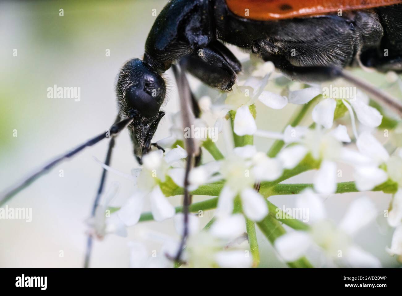blister beetle (Mylabris variabilis, Meloidae) on the flowers of an umbrella plant. Crimea. Ultra Macro Stock Photo