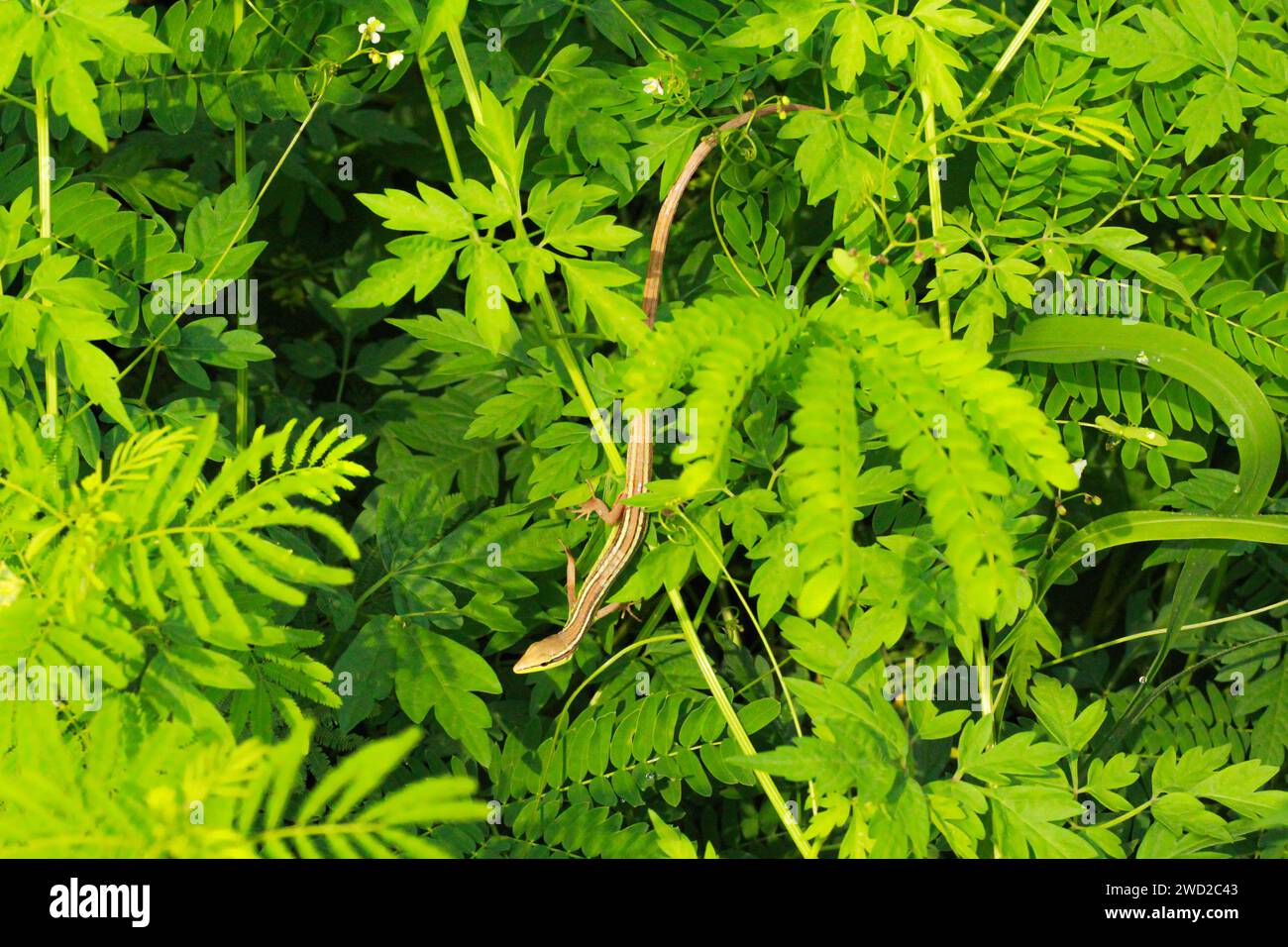 Background photo of plants and long-tailed grass lizards Stock Photo