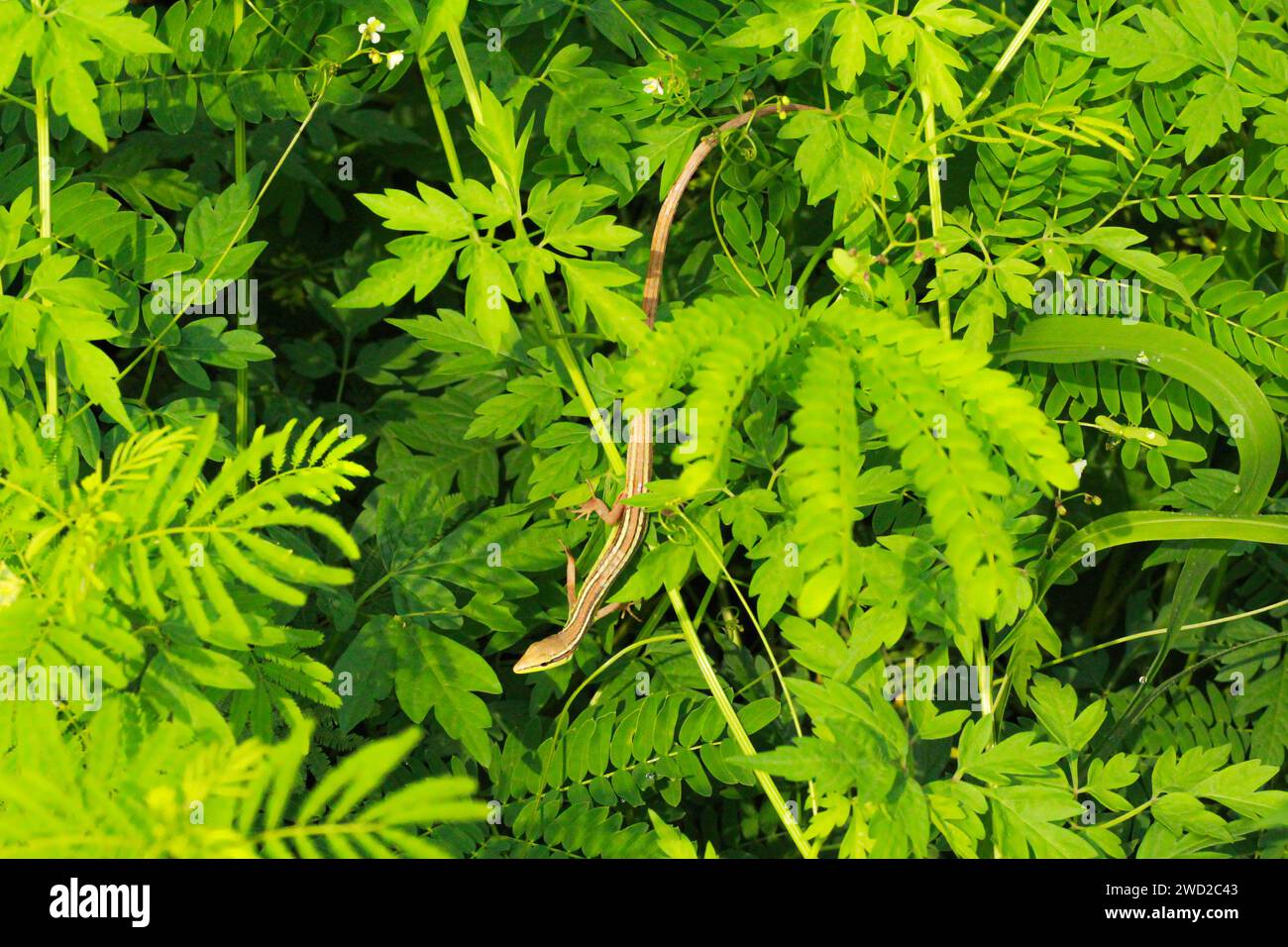 Background photo of plants and long-tailed grass lizards. Stock Photo