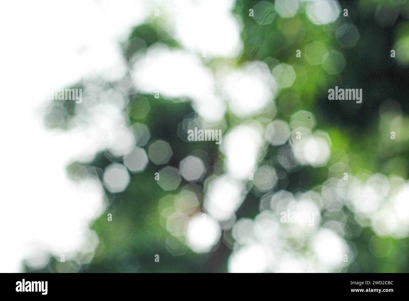 Blurry light green background Stock Photo
