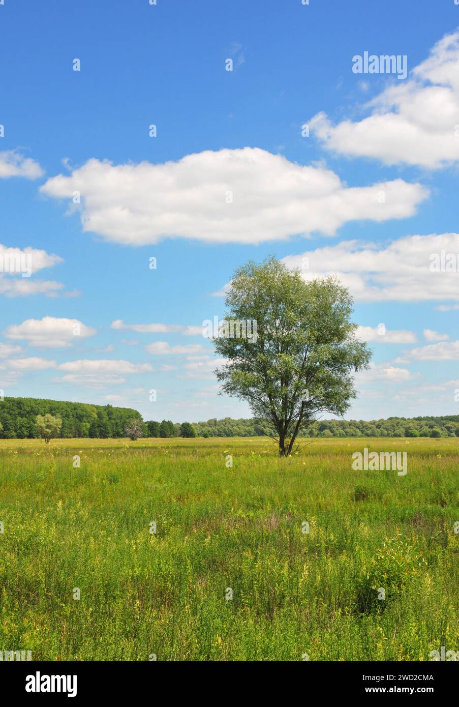 Alone in a meadow hi-res stock photography and images - Alamy