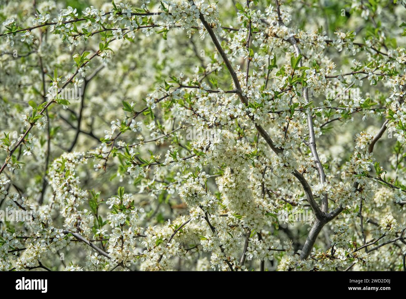 Blackthorn (Prunus spinosa) thornbush. Plot of forest-steppe, blooming wild fruit trees. Type of biocenosis close to natural, primal steppe. Rostov re Stock Photo