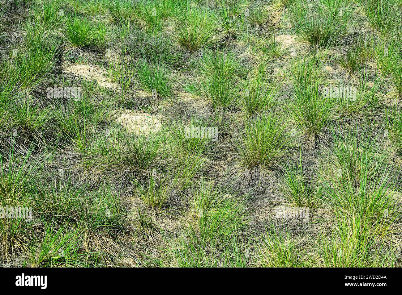 fescue-feather grass steppe at springtime. Stretch of steppe in the valley of the Don River on ancient dunes Stock Photo