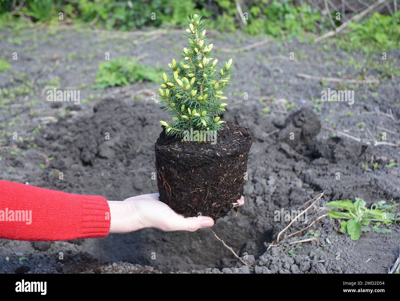 Gardener planting Picea glauca Conica  in the ground Stock Photo