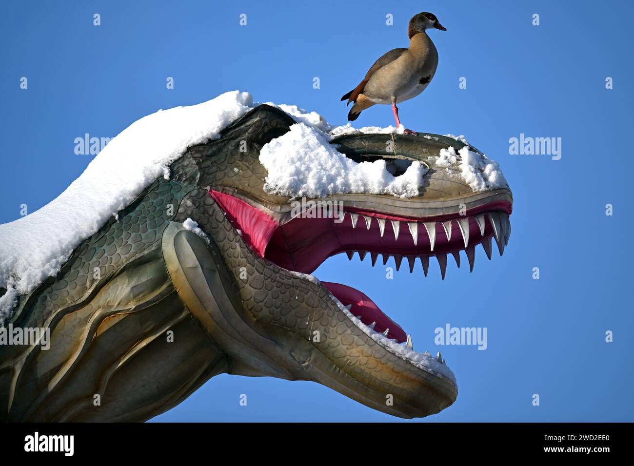 Cologne Germany. 18th Jan 2024. A Canada goose stands on the snow covered figure of a Tyrannosaurus Rex at Cologne Zoo. According to the German Weather Service DWD there will be no more