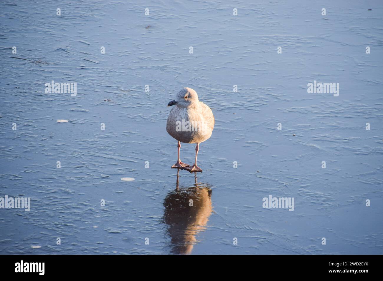 London, UK. 18th January 2024. A gull stands on the frozen lake in a