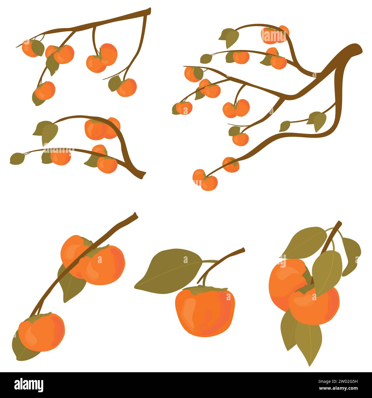 Set of persimmon fruit tree. Branches of kaki fruit with leafs ripe in autumn and raw. Vector cartoon illustration for Korean Chuseok holiday isolated Stock Vector