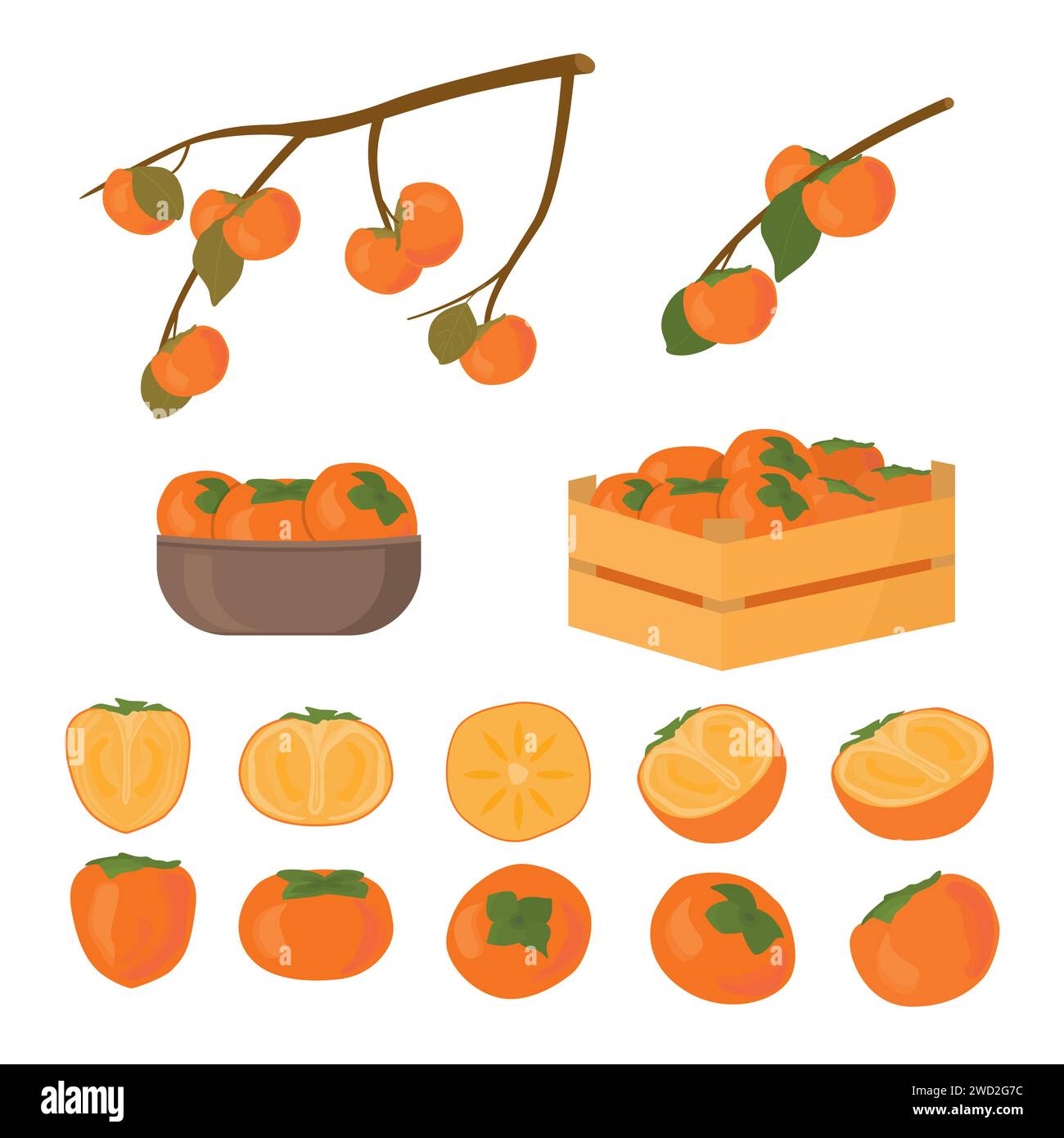 Set of persimmon fruit. Half cutted and whole piece. Kaki in box and in bowl plate. Branch of persimmons tree with leafs ripe in autumn and raw. Vecto Stock Vector