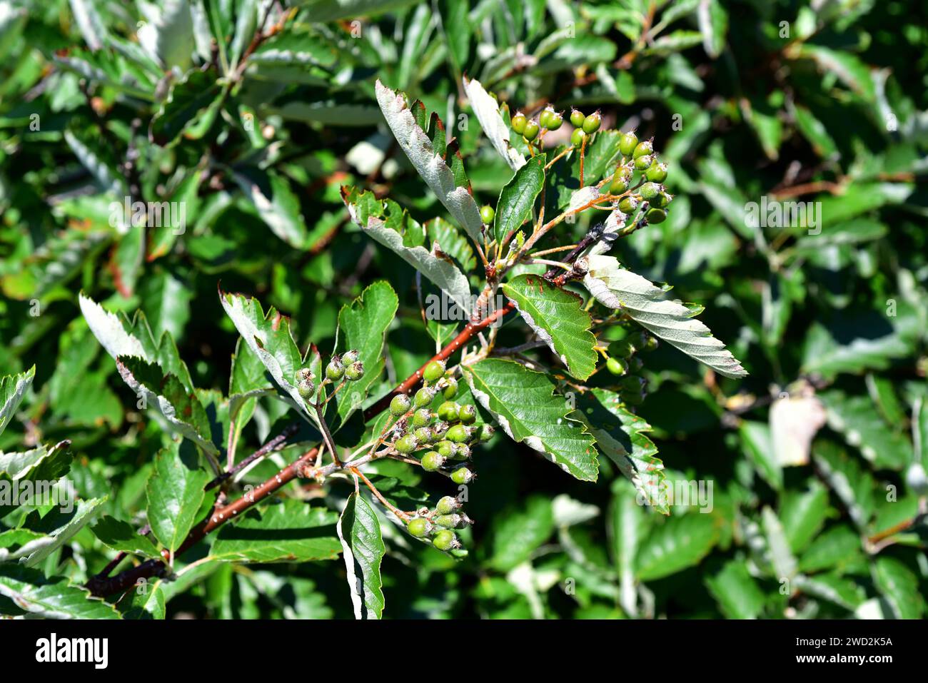 Whitebeam (Sorbus aria) is a deciduous tree native to Europe and north Africa. Immature fruits and leaves detail. This photo was taken in Bohuslan, Sw Stock Photo