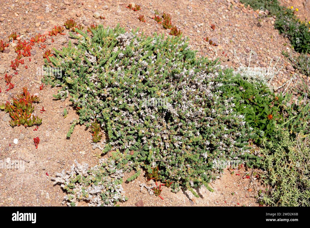Rubia de mar (Crucianella maritima) is a psammophilous perennial herb native to western Europe and north Africa coasts. This photo was taken in Cabo d Stock Photo