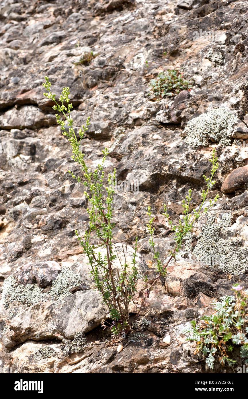 Galium lucidum is a perennial herb native to Western Mediterranean region. This photo was taken in Montserrat, Barcelona province, Catalonia, Spain. Stock Photo