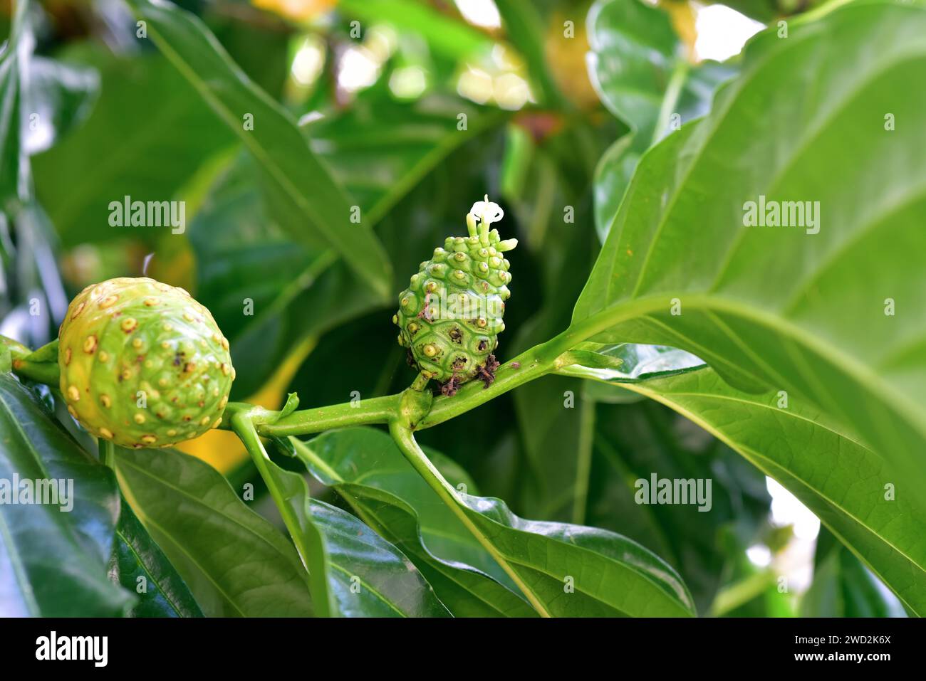 Noni (Morinda citrifolia) is a perennial tree native to souteastern Asia. Its fruits (infrutescences) are edible and medicinal. This photo was taken i Stock Photo