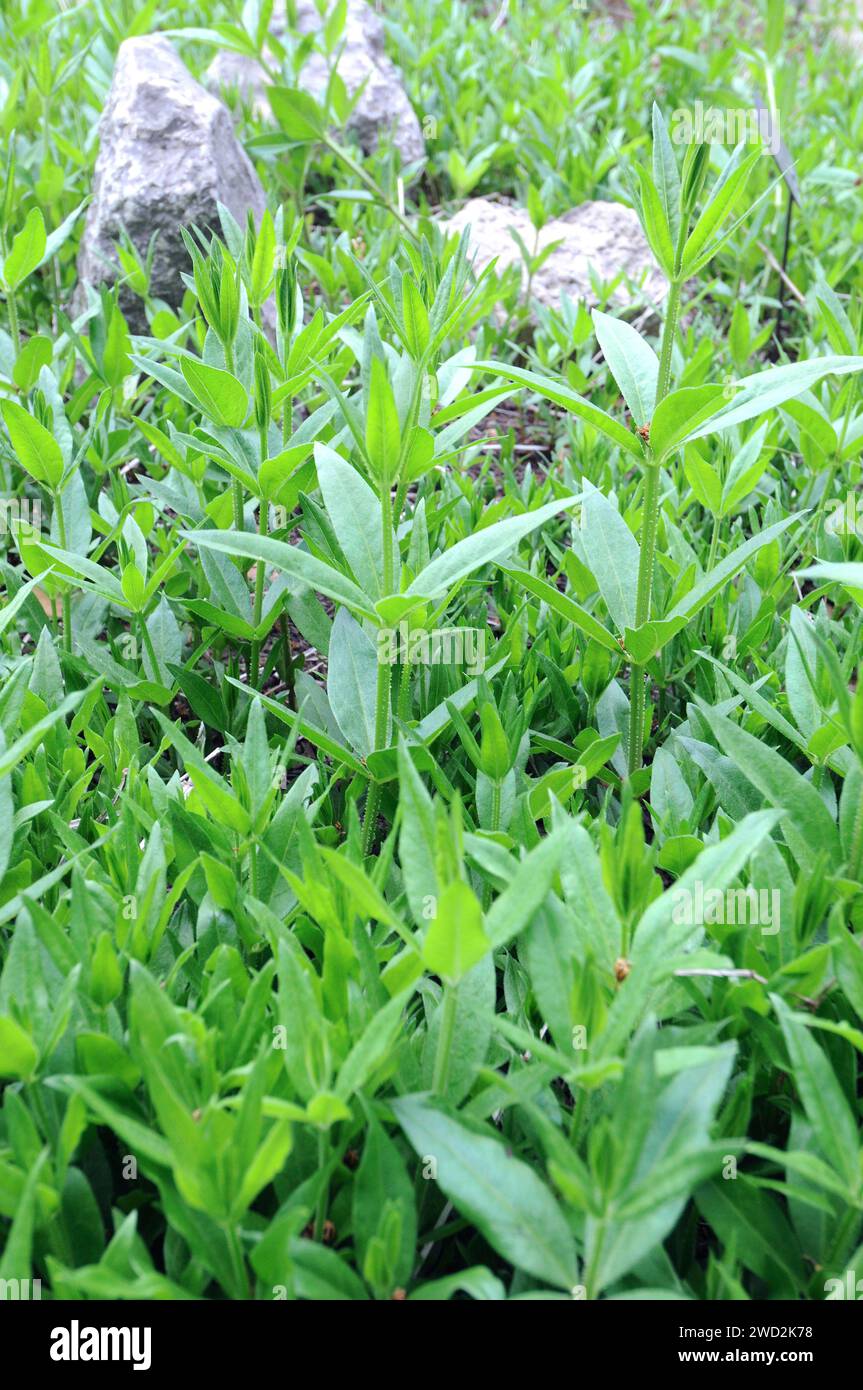 Rubia roja hi-res stock photography and images - Alamy