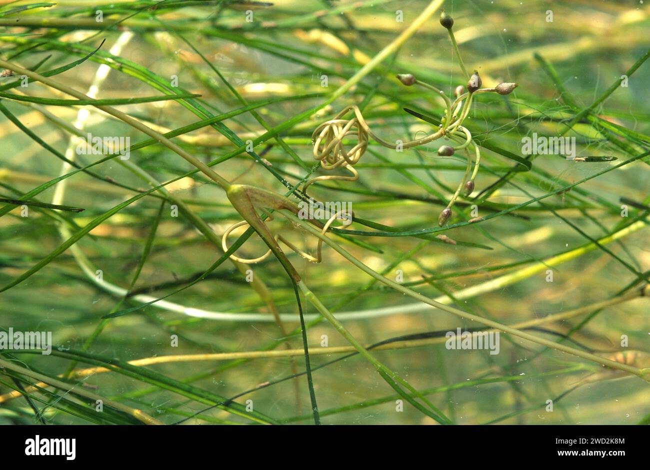 Beaked tasselweed (Ruppia maritima) is a freshwater aquatic plant salt-tolerant. Is present in most rivers, always near the moust. This photo was take Stock Photo