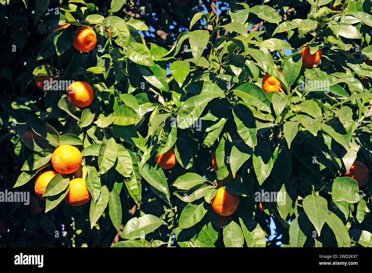 Mandarin orange (Citrus reticulata clementina) is a small tree native to south China. Its fruits (mandarines) are edible. Fruits and leaves detail. Stock Photo