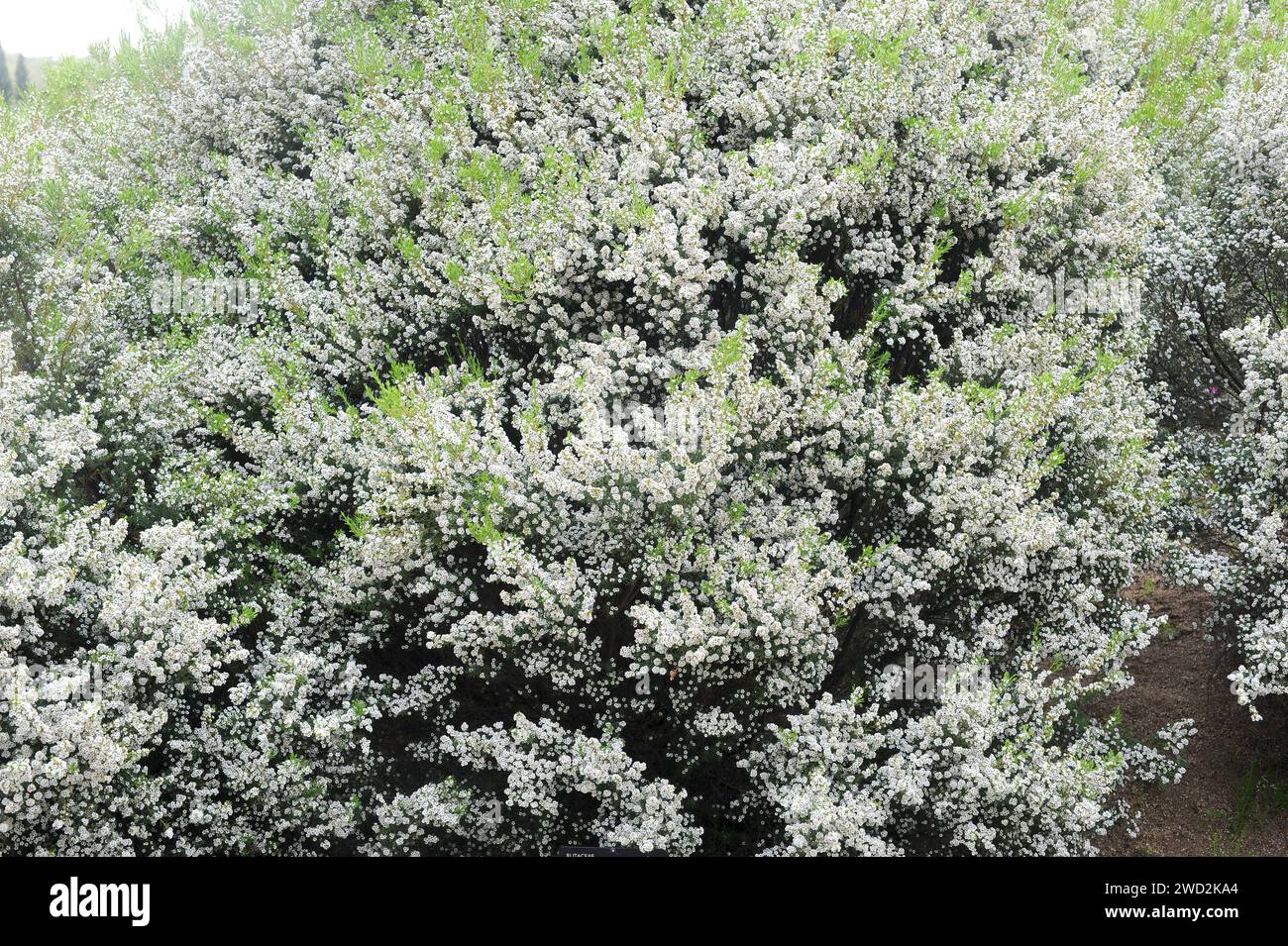 White confetti bush (Coleonema album) is a compact shrub native to South Africa. Stock Photo