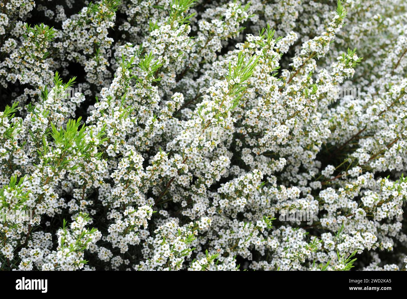 White confetti bush (Coleonema album) is a compact shrub native to South Africa. Flowers and leaves detail. Stock Photo