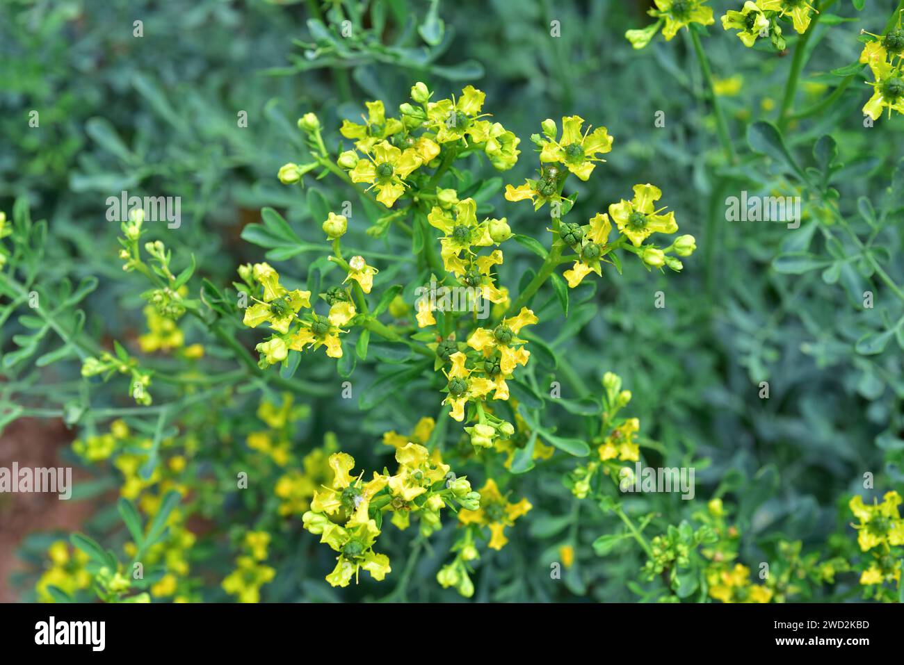 Common rue (Ruta graveolens) is a medicinal and toxic perennial herb native to Balkan Peninsula. Flowers and fruits detail. Stock Photo