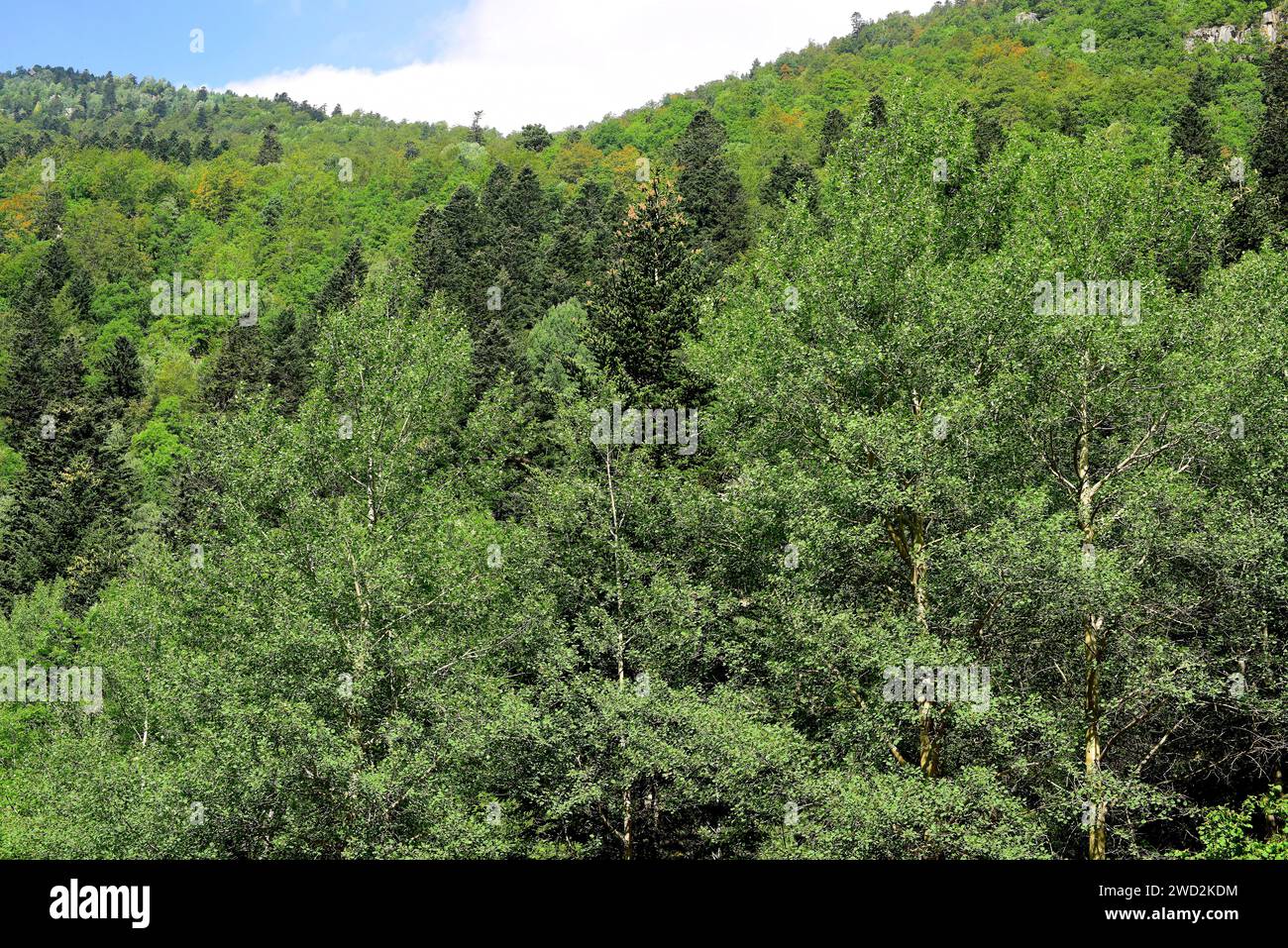 Aspen (Populus tremula) is a deciduous tree native to Eurasia. This photo was taken in Aiguestortes and Estany de Sant Maurici National Park, Lleida p Stock Photo