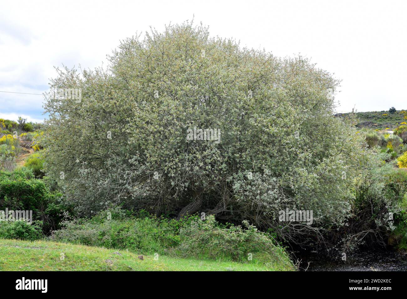Grey willow (Salix cinerea oleifolia) is a deciduous shrub or small tree native to Iberian