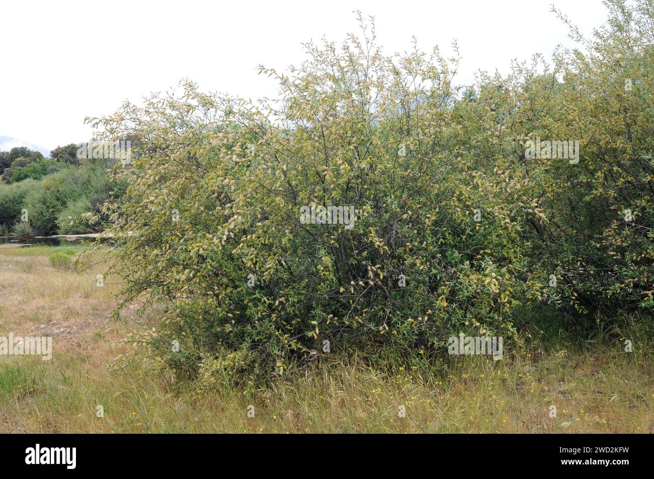 Barda (Salix salviifolia) is a deciduous shrub endemic to Iberian Peninsula. This photo was taken in Toledo province, Castilla-La Mancha, Spain. Stock Photo