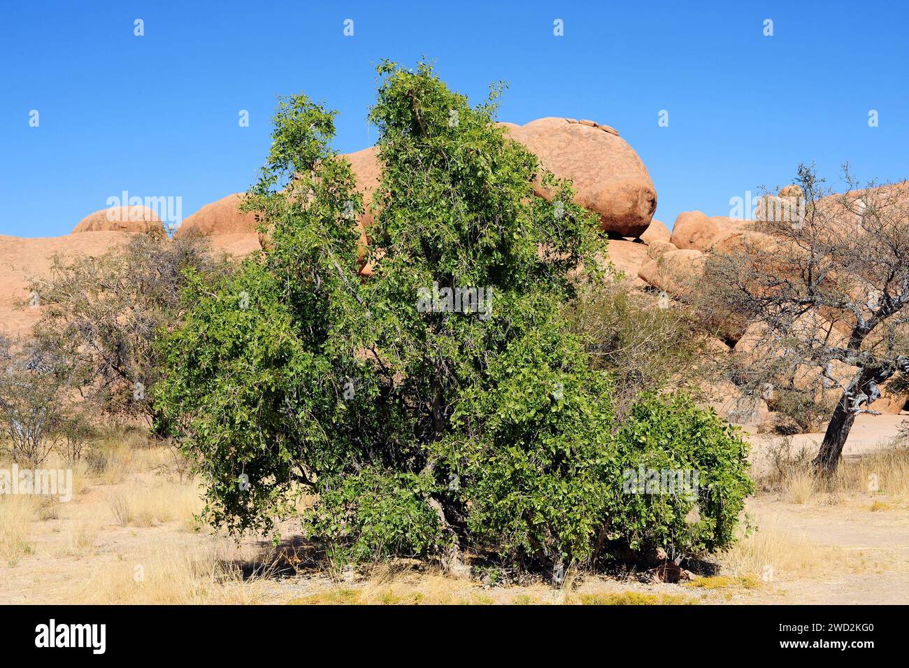 Mustard tree or toothbrush tree (Salvadora persica) is a medicinal shrub or small tree native to Africa and western Asia. This photo was taken in Spit Stock Photo