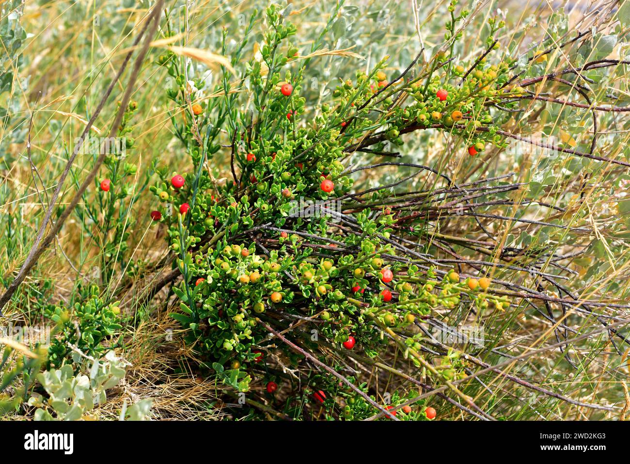 Osyris (Osyris alba) is an hemiparasitic shrub native to Mediterranean Basin. This photo was taken in Peralta de la Sal, Huesca province, Aragon, Spai Stock Photo