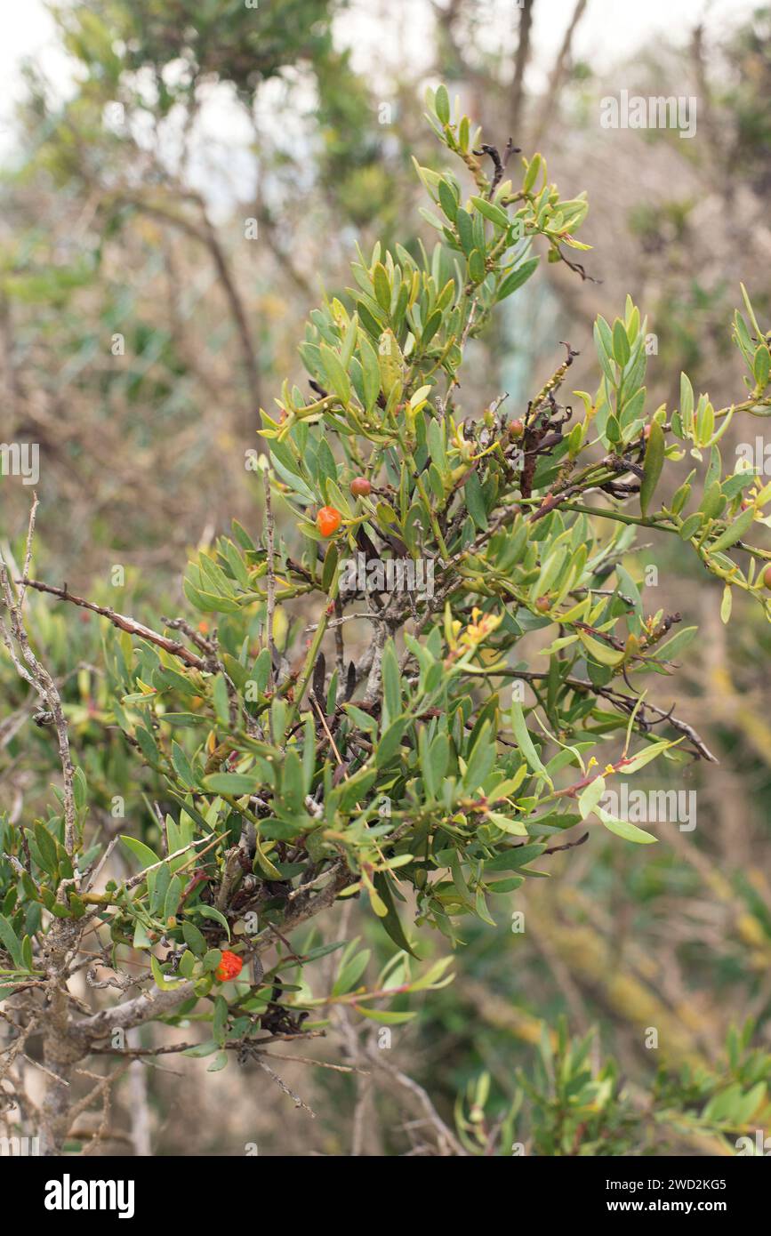 African sandalwood (Osyris lanceolata or Osyris quadripartita or Osyris abyssinica) is an hemiparasitic shrub native to south Iberian Peninsula and Af Stock Photo