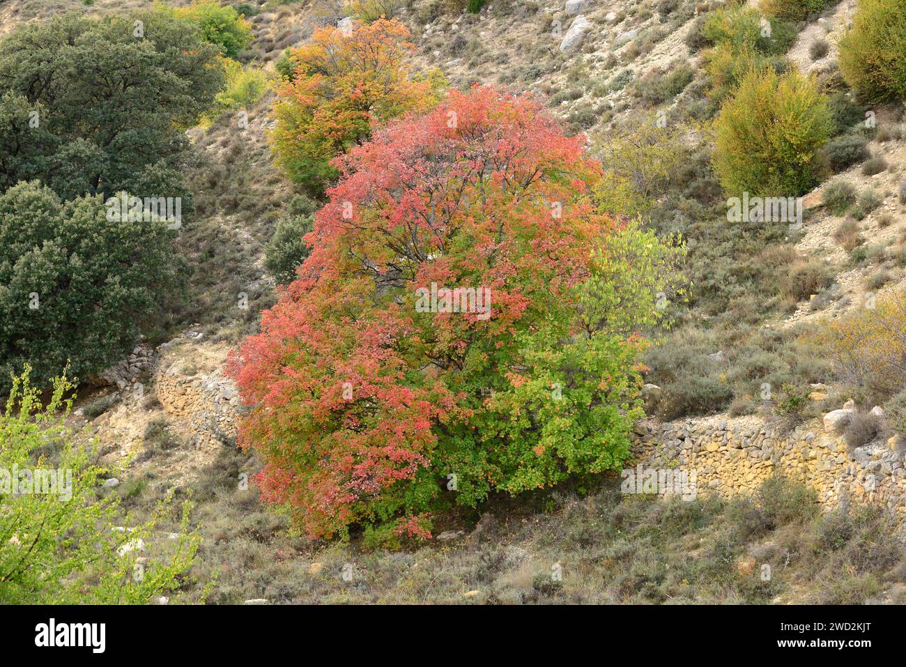 Italian maple (Acer opalus) is a deciduous tree native to southwestern Europe and northwest Africa. This photo was taken in Pitarque, Teruel province, Stock Photo