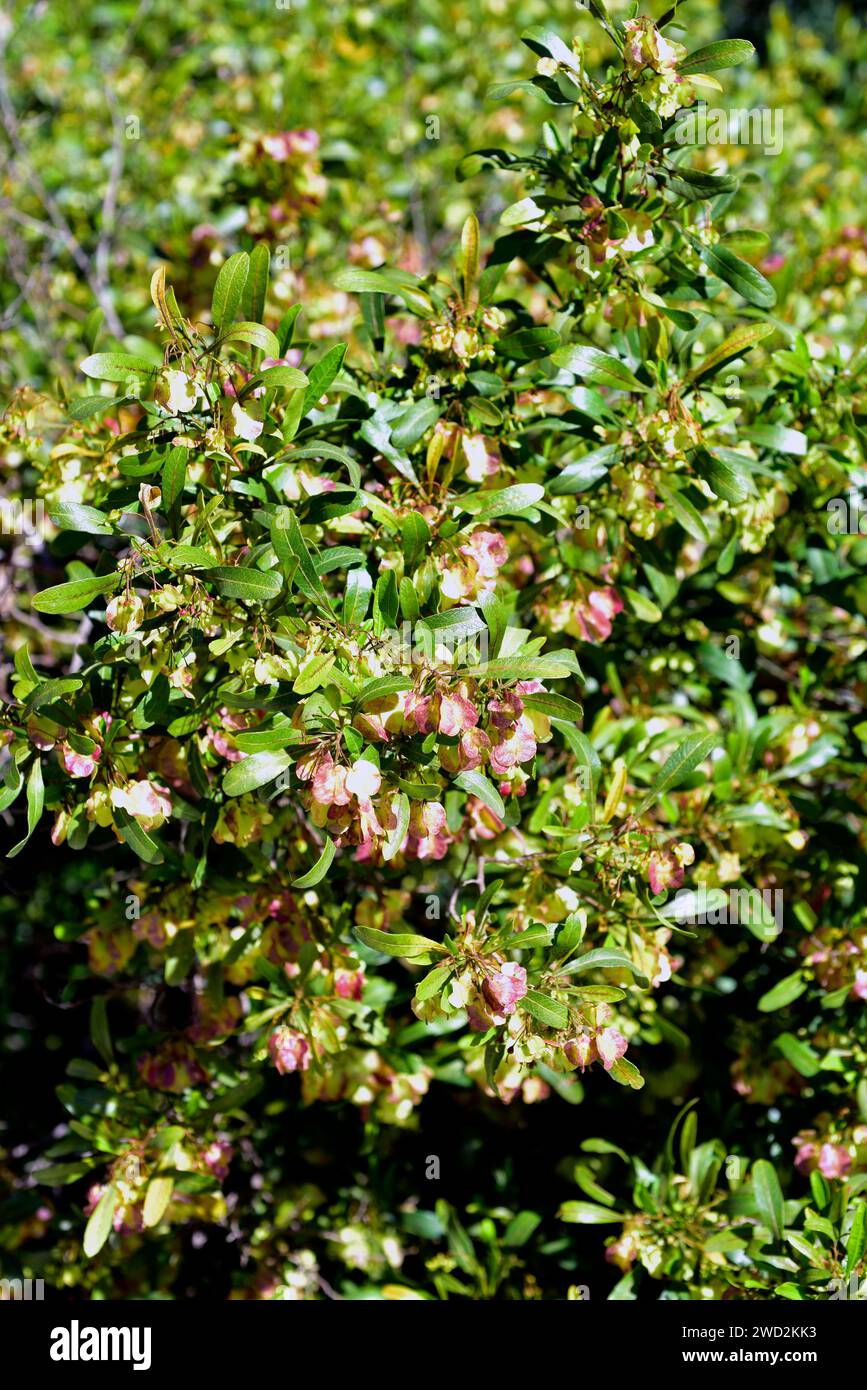 Hopbush (Dodonaea viscosa) is a cosmopolitan shrub native to tropical regions of the world: Africa, North and south America, Asia, Australia and New Z Stock Photo