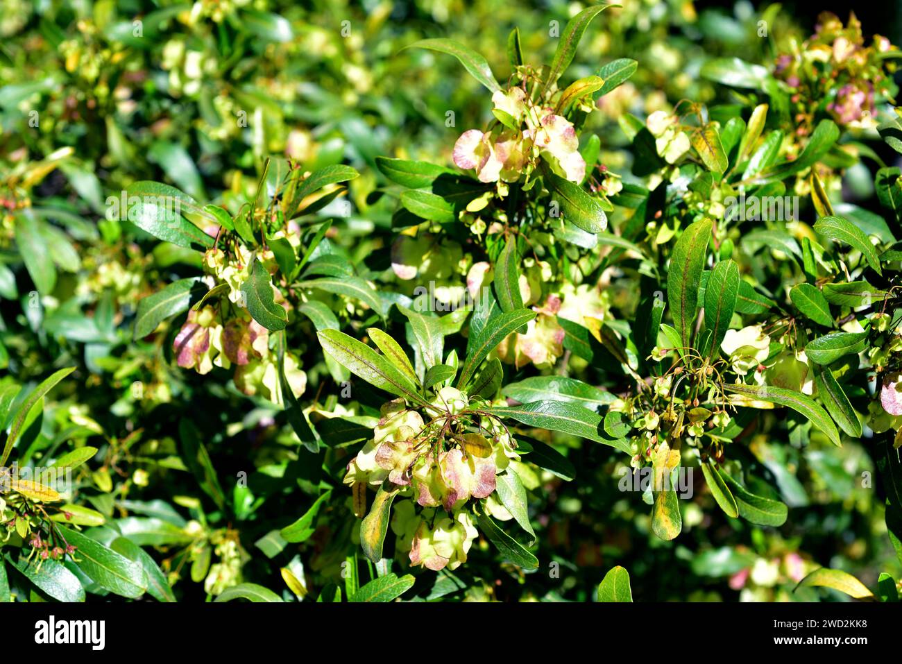 Hopbush (Dodonaea viscosa) is a cosmopolitan shrub native to tropical regions of the world: Africa, North and south America, Asia, Australia and New Z Stock Photo