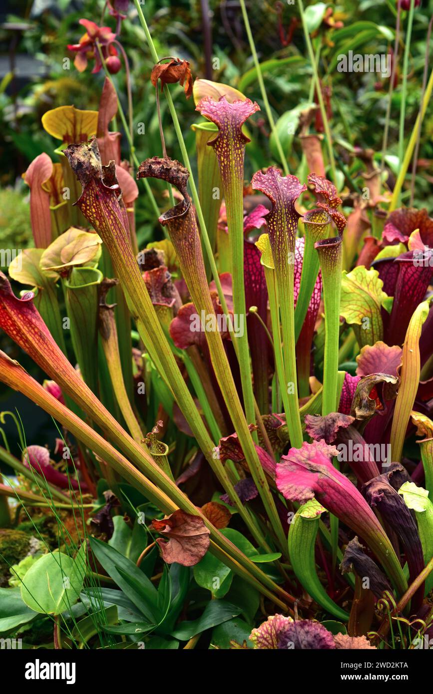 Purple trumpet- leaf  (Sarracenia leucophylla) is a carnivorous plant native to southeastern USA. Stock Photo