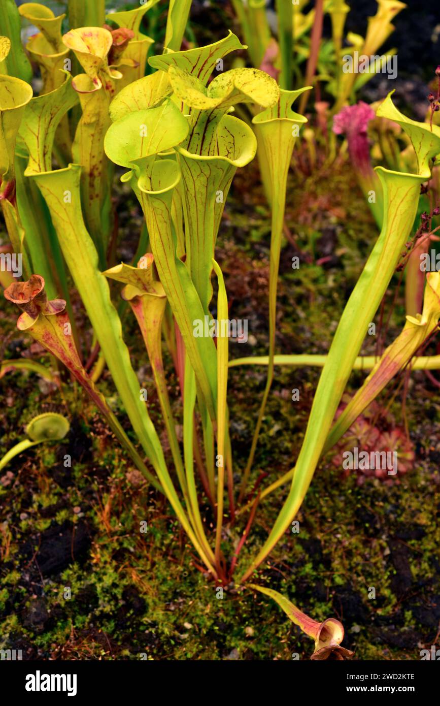 Purple trumpet- leaf  (Sarracenia leucophylla) is a carnivorous plant native to southeastern USA. Stock Photo