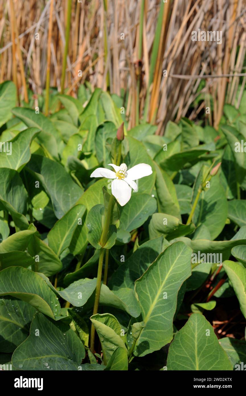 Yerba mansa or lizard tail (Anemopsis californica) is a perennial herb