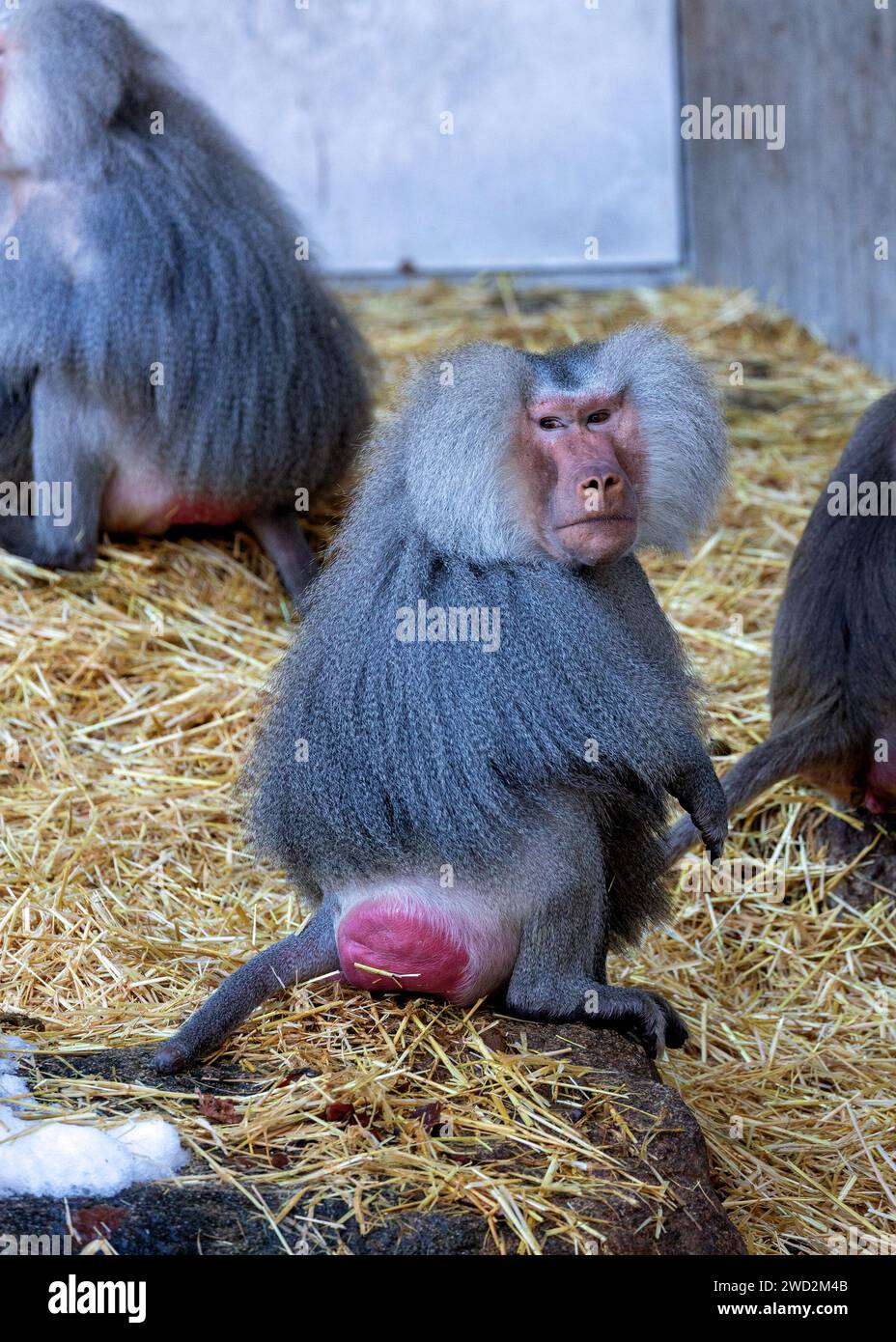 In the rugged terrain of Yemen, the regal Hamadryas Baboon (Papio ...
