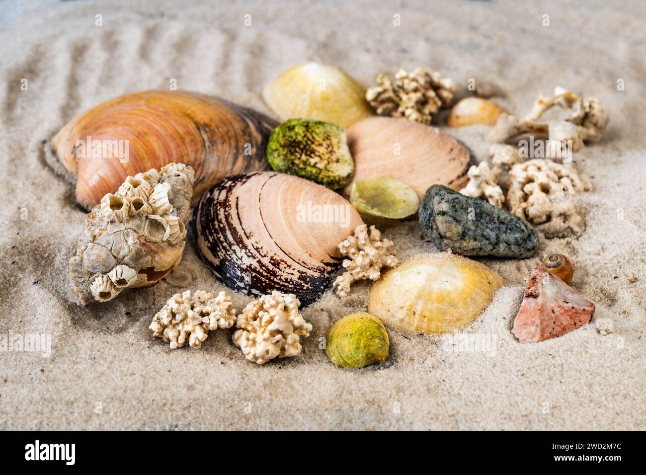 Background from many nordic seashell and pieces of cold loving coral on white sand. Lofoten island, Norway. Stock Photo