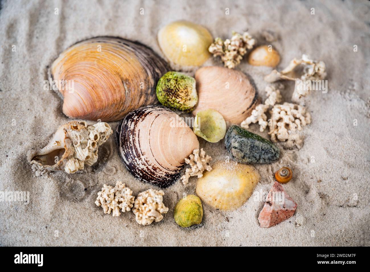 Background from many nordic seashell and fragment of cold loving coral on white sand. Lofoten island, Norway. Stock Photo